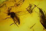 Two Fossil Leaf, Wasp, Spider and Flies in Baltic Amber #150752-3